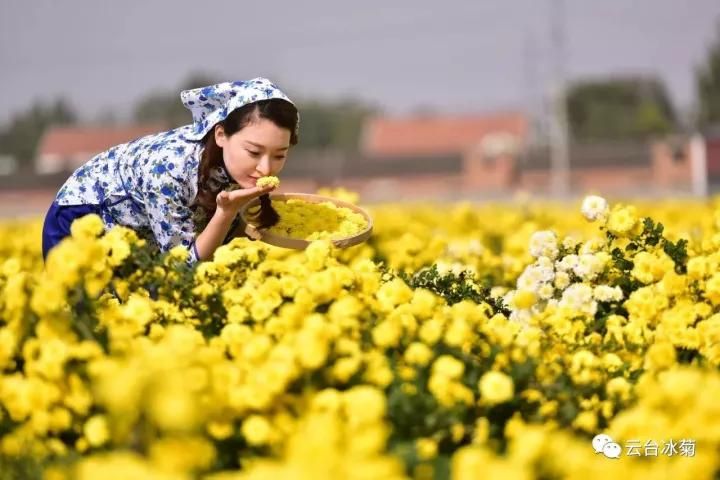 云臺(tái)冰菊基地發(fā)生了什么？一批批領(lǐng)導(dǎo)專家團(tuán)隊(duì)前來！