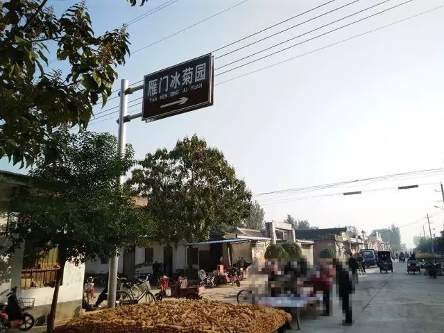 如何找到云臺冰菊？怎樣找到云臺冰菊？